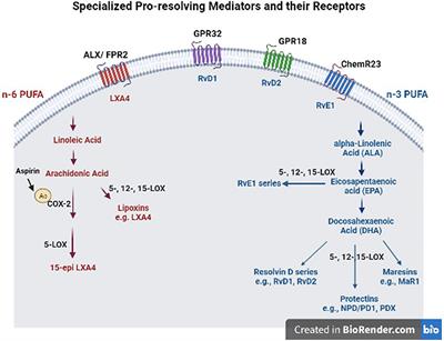 Role of Specialized Pro-resolving Mediators in Reducing Neuroinflammation in Neurodegenerative Disorders